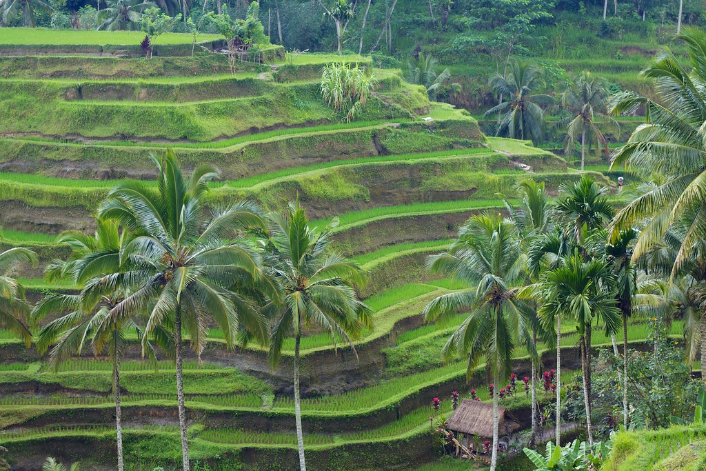 Bali Tegallang